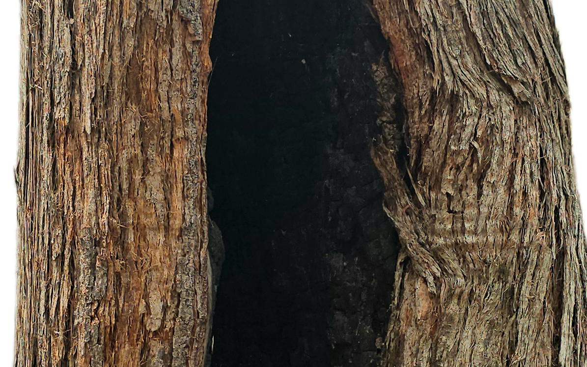 Burnt out tree trunk