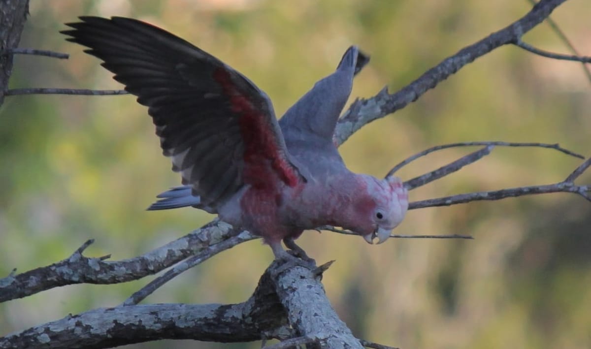 Young Galah stretching wings. 